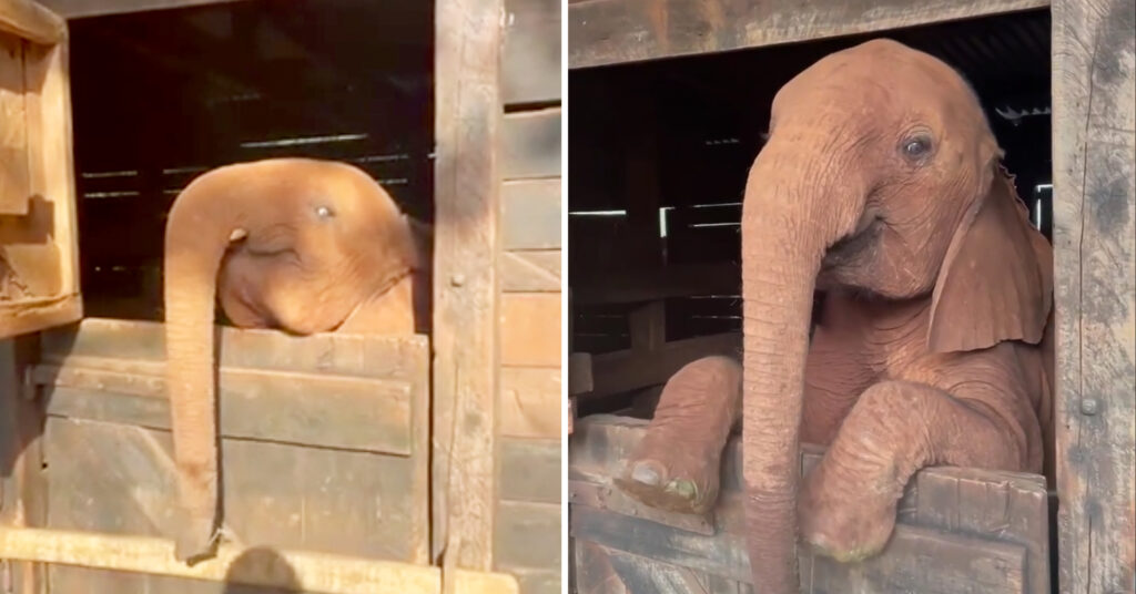 VIDEO: Rescued Baby Elephant Refuses to Go to Sleep, Adorably Protests Bedtime