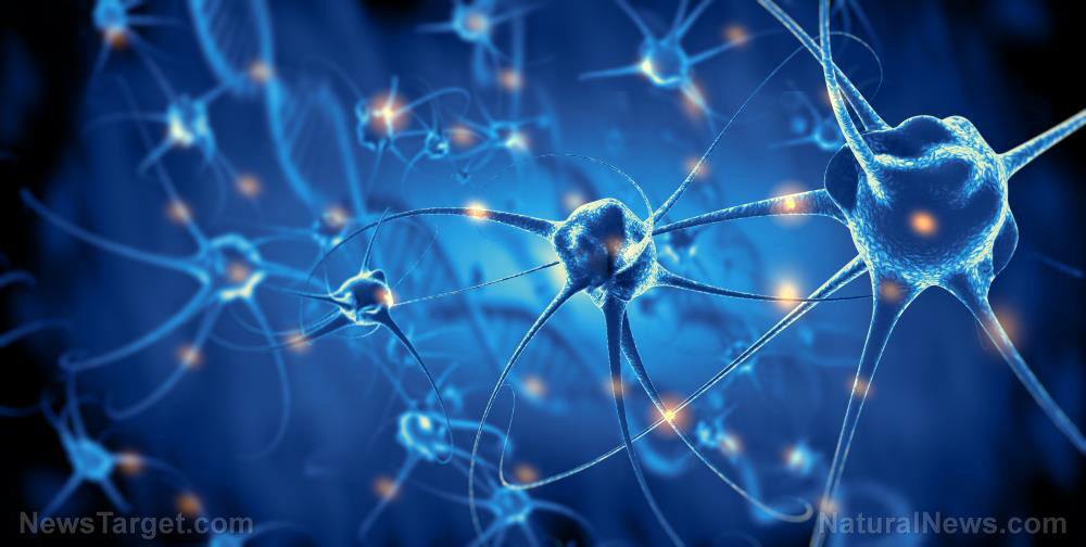 Tampered images may have led Alzheimer’s research to fraudulent conclusions