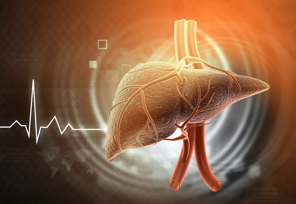 New Study Suggests Your Liver Is an Ageless Wonder