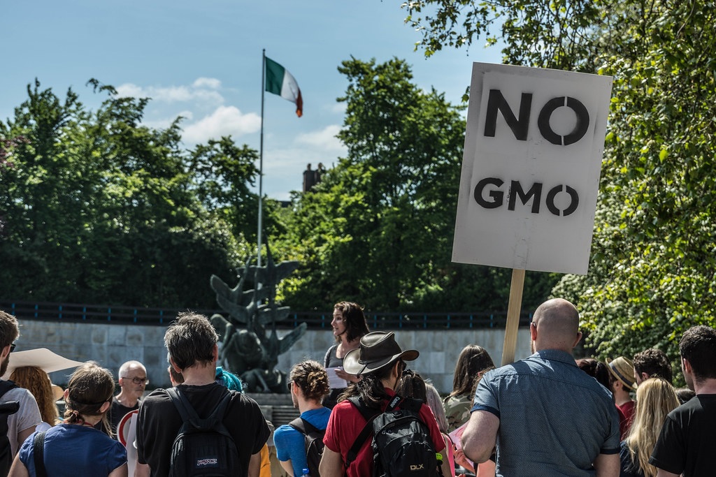 Why Are Farmers Defying Bans to Cultivate GM Crops?