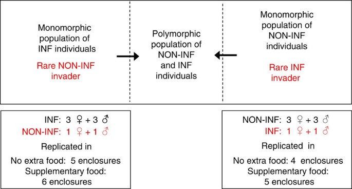 Advantage of rare infanticide strategies in an invasion experiment of behavioural polymorphism