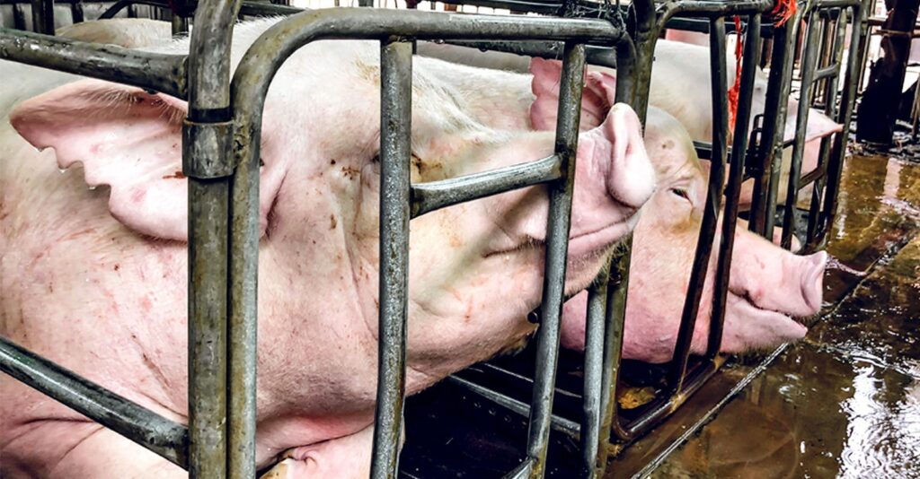 Factory Farms Spew Manure Into U.S. Waterways — Why Doesn’t the EPA Stop Them?