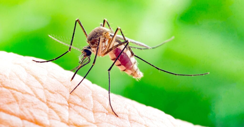 Plan to Release GMO Mosquitoes in California Draws Fire From California Lawmakers, Environmentalists
