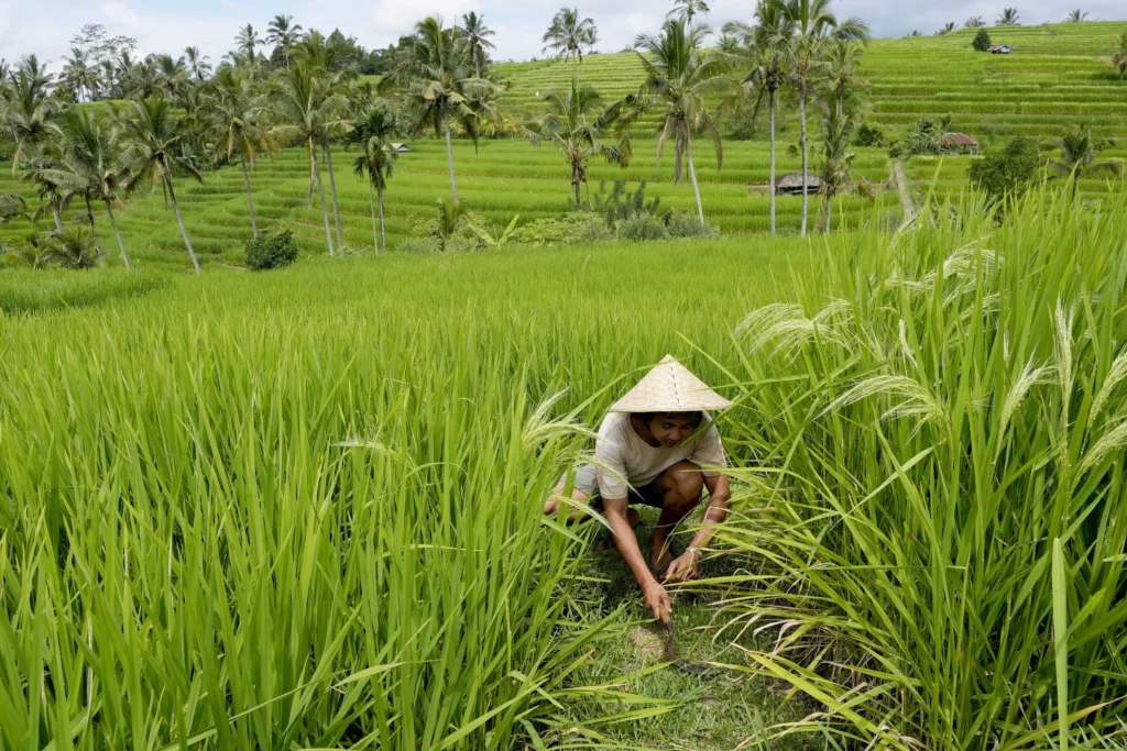 Bali’s water crisis threatens local culture, UNESCO sites
