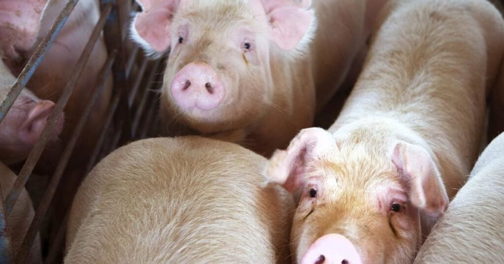 Strange: Pig Kills Butcher At Slaughterhouse