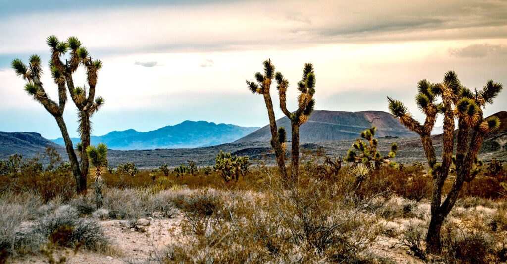 41% of U.S. Ecosystems at Risk of Collapse ‘Grim’ Report Shows