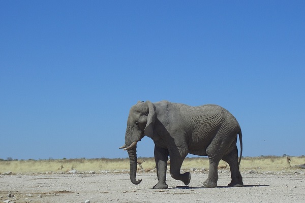 What If RINOs Throw a Republican Party and Nobody Comes?