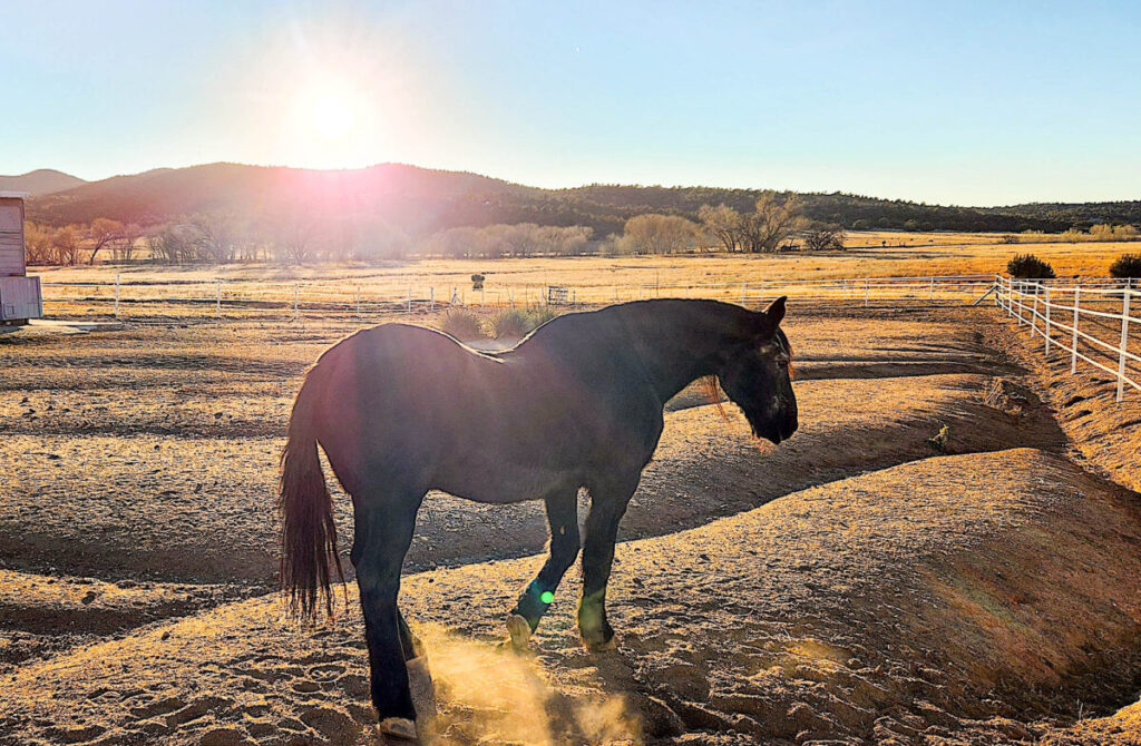 Horses Steer Youths Away From Life of Crime