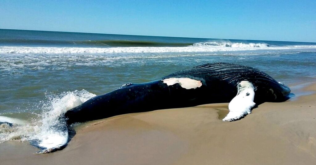 Spike in Whale and Dolphin Deaths Prompts Calls for Investigation Into Impact of Offshore Wind Projects on Marine Life