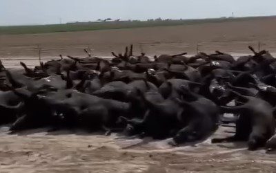 Cattle in Texas Found Dead With Tongues Cut Out