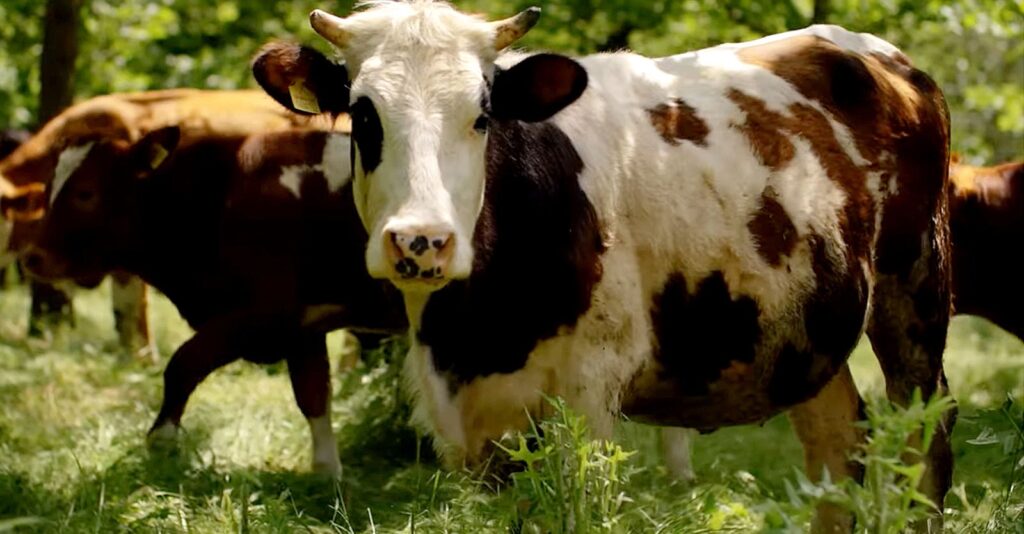 Where Did Your Steak Come From?