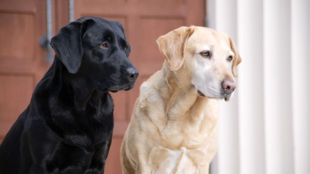 Highly Lethal Virus Spread Through Dogs Feces On The Rise Across America