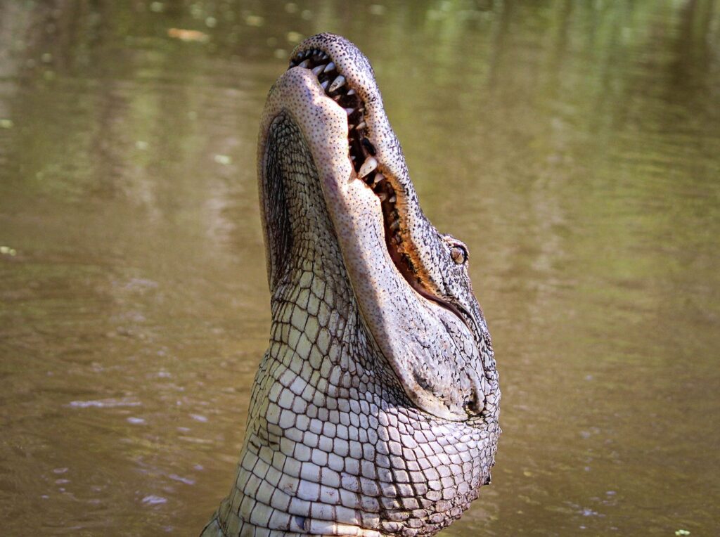 Man’s Arm Amputated After Gator Attack