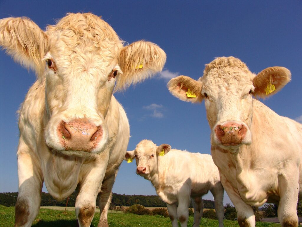 CRISIS CREATION: Beef Cows Hit A Level Not Seen Since 1962! Here’s What You Can Do To Protect Your Family…