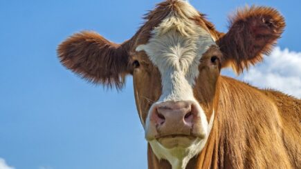 Beef Company CEO: “The Climate Change Argument Against Cows Is Garbage and We Will NOT Comply”