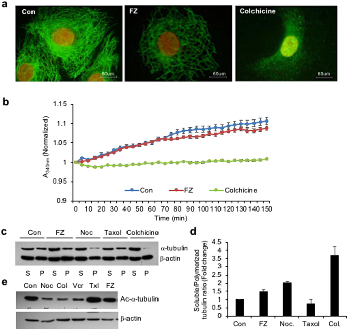 Fenbendazole acts as a moderate microtubule destabilizing agent and causes cancer cell death by modulating multiple cellular pathways