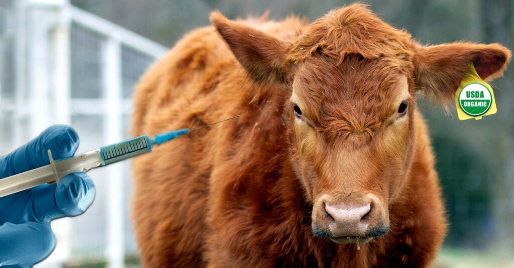 USDA Must End ‘Don’t Ask, Don’t Tell’ Policy on GMO Vaccines in Organic Livestock, Watchdog Group Says