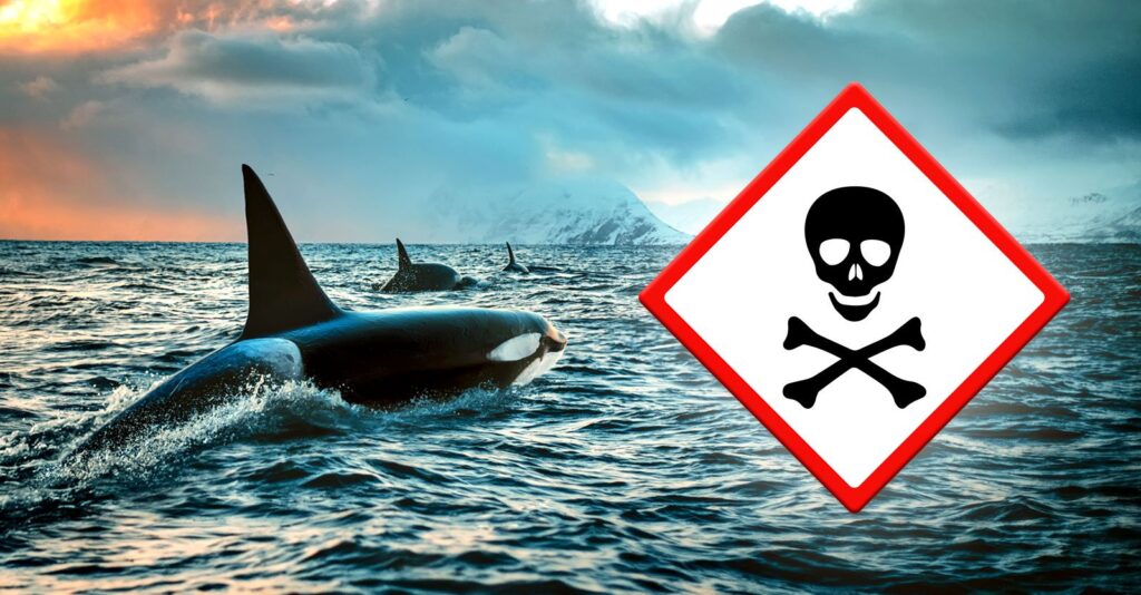 Toxic Flame Retardants Contaminating Wildlife On Every Continent