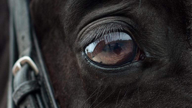 Was EMF The Cause Of Kentucky Derby Equine Deaths?