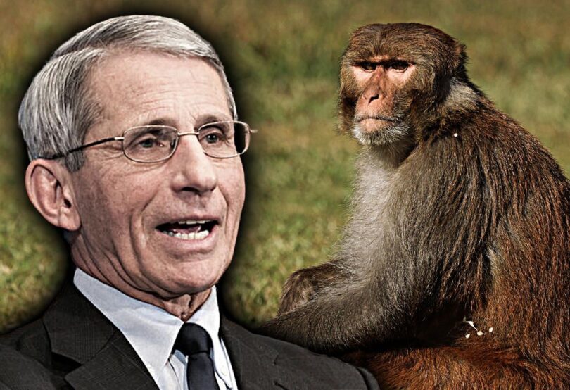 Fauci Paid $453K To Make Primates Transgender