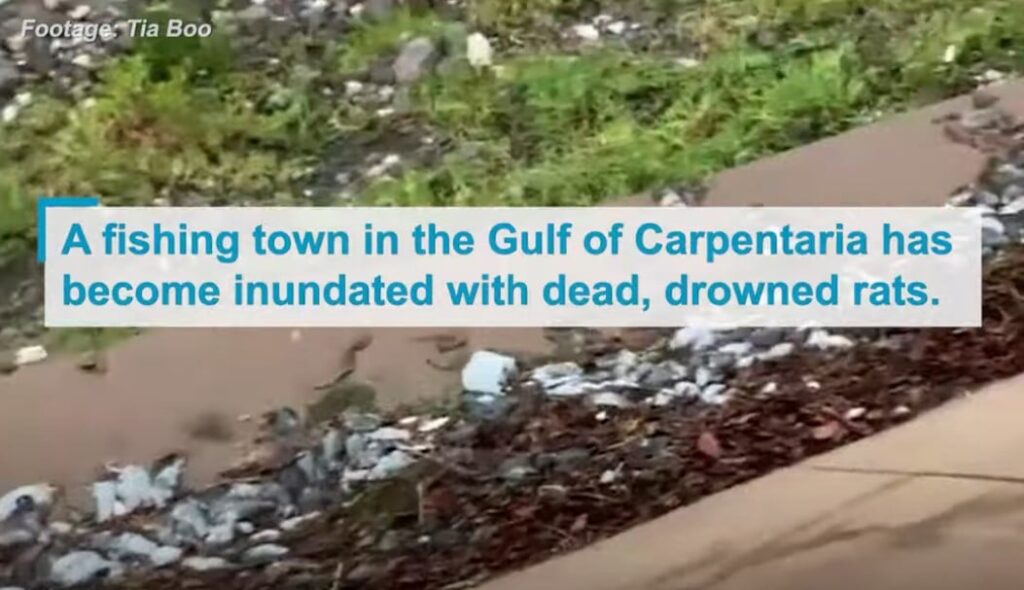 Out-of-control rat plague spreads in port towns across northeastern Australia – Rat attacks on cars, crops and homes