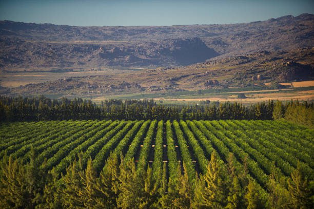 South Africa - White-owned farms prevented from exporting products