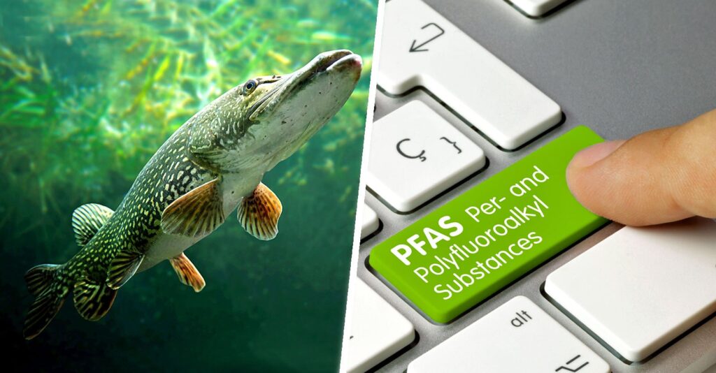 ‘More Harmful Than Mercury’: PFAS ‘Forever Chemicals’ Found in Freshwater Fish