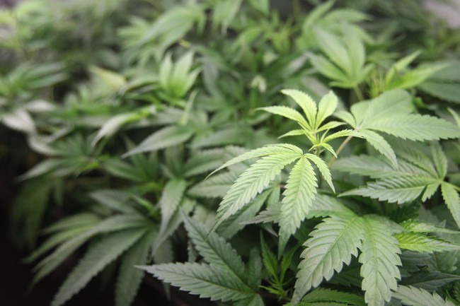 Ballot Initiative Seeks To Restore Gun Rights To Pot Users In Colorado