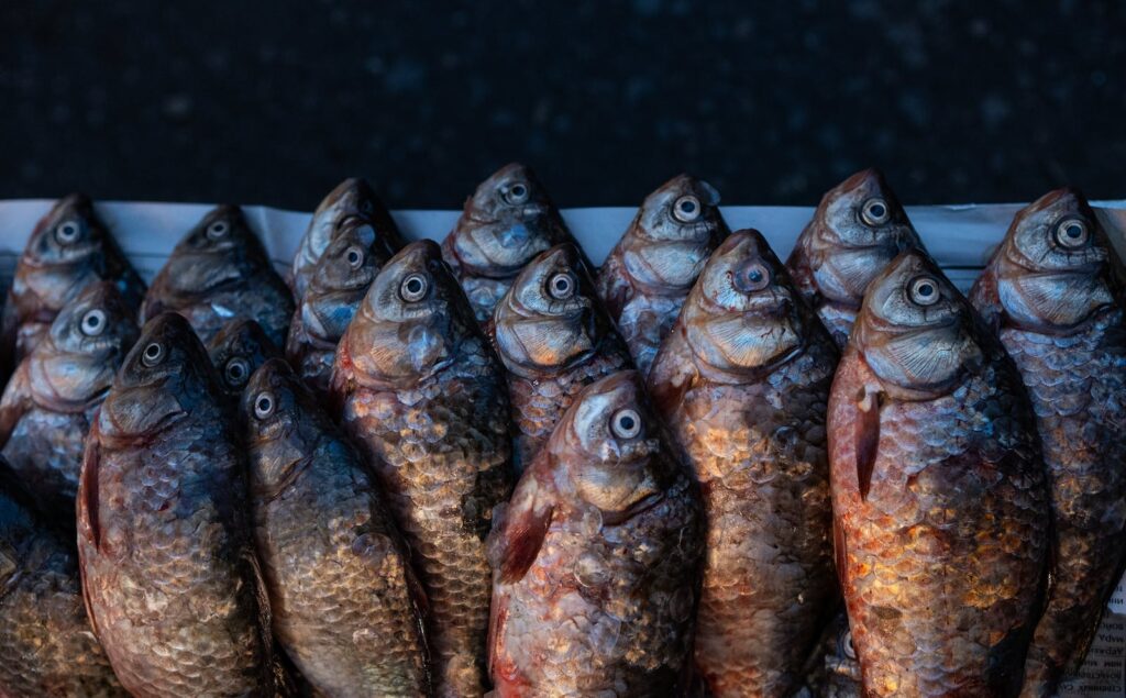 Ready To Eat “3D Printed” Salmon?