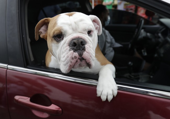 Ruh Roh: California Bill Aims to Prohibit Landlords From Denying Renters With Dogs