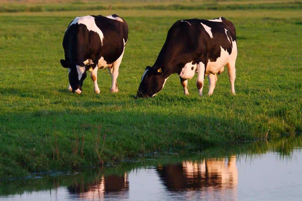United Nations Prepares Road Map Calling On Americans To Eat Less Meat