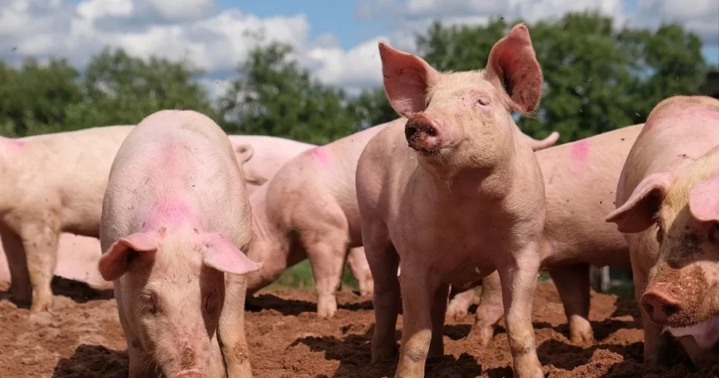 Over 1,200 Workers Impacted By Tyson Foods’ Pork Plant Closure