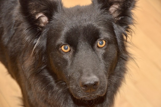 It's Science: Petting Dogs Is Good for You
