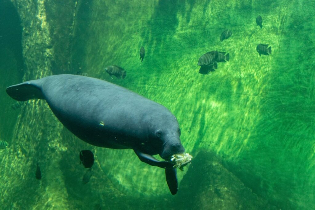 Florida Manatee Dies In “Traumatic” Gay Sex Injury
