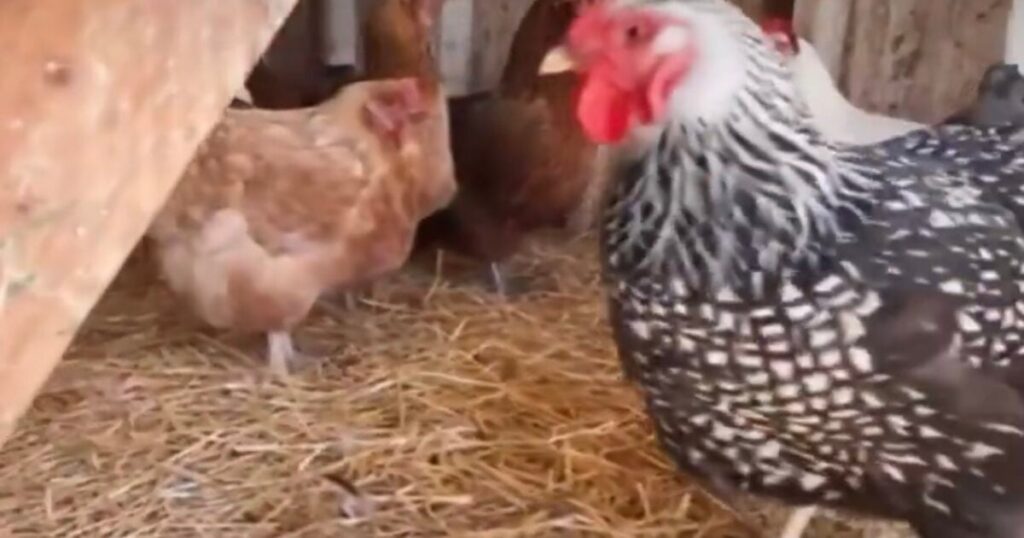 Pfizer And Moderna To Manufacture Bird Flu Vaccines? HHS To Produce Nearly 5 Million Doses