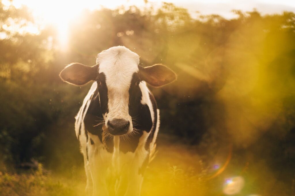 SPECIAL REPORT: FDA Clears Lab-Grown Meat For Human Consumption!