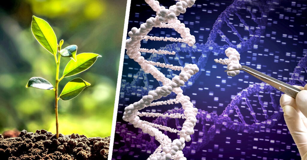 ‘Gene Scissors’ Technology Causes Unintended Changes in Chromosomes