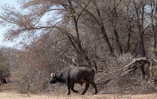 No Bull: Water Buffalo on the Loose in Iowa