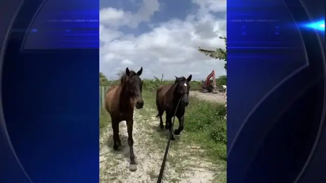 ‘This is heartless’: 2 horses stolen from SW Miami-Dade barn found slaughtered blocks away
