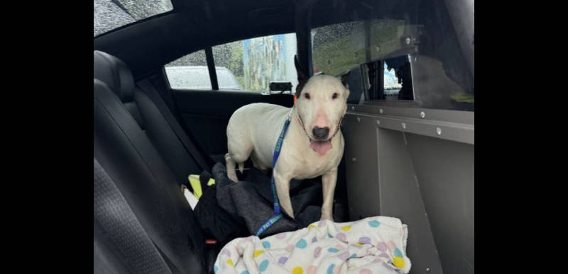 [VIDEOS] – Dog tied up during hurricane saved in Florida AND DeSantis wants BOOK thrown at people who did it