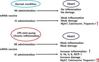 SARS-CoV2 mRNA vaccine intravenous administration induces myocarditis in chronic inflammation