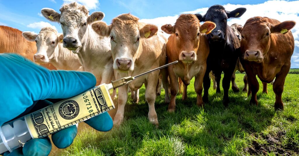 ‘A Little Dystopian’: Jeff Bezos, Bill Gates Bankrolling Methane Vaccine for Cattle