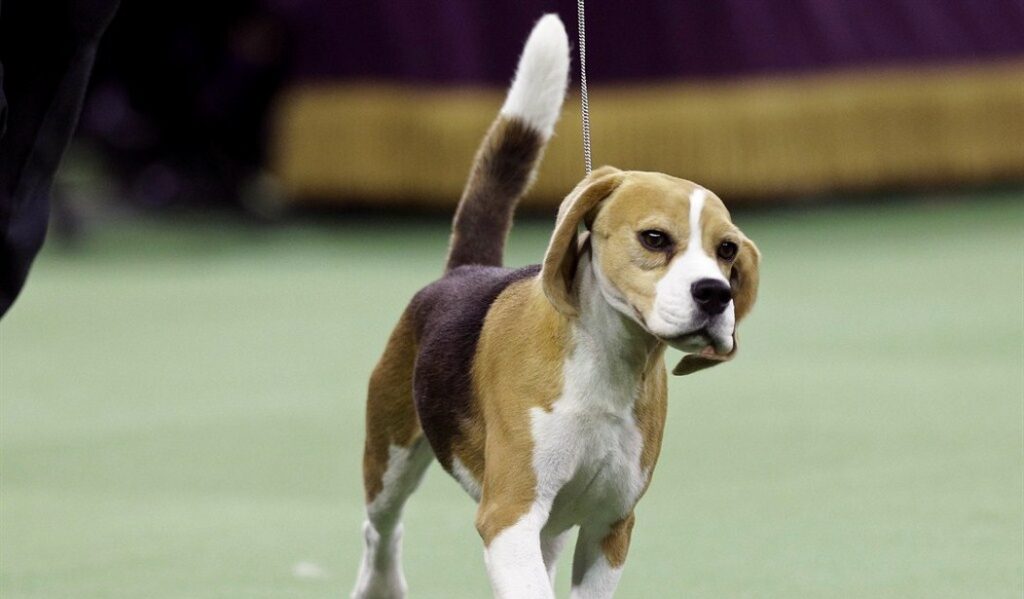 The ‘HELP PETS Act’ to Cut Funding to Universities That Torture Puppies