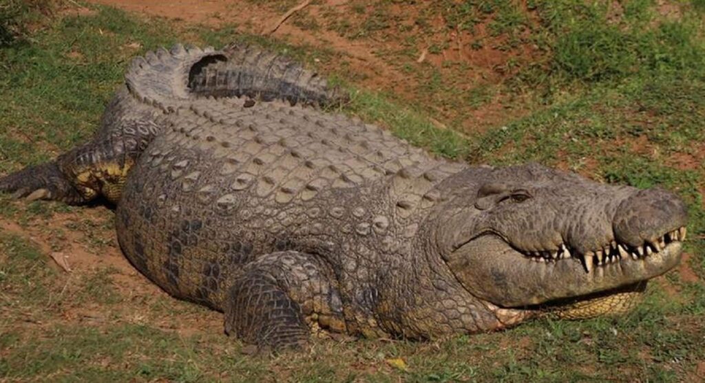 South Africa - World’s oldest crocodile, Henry, turns 124