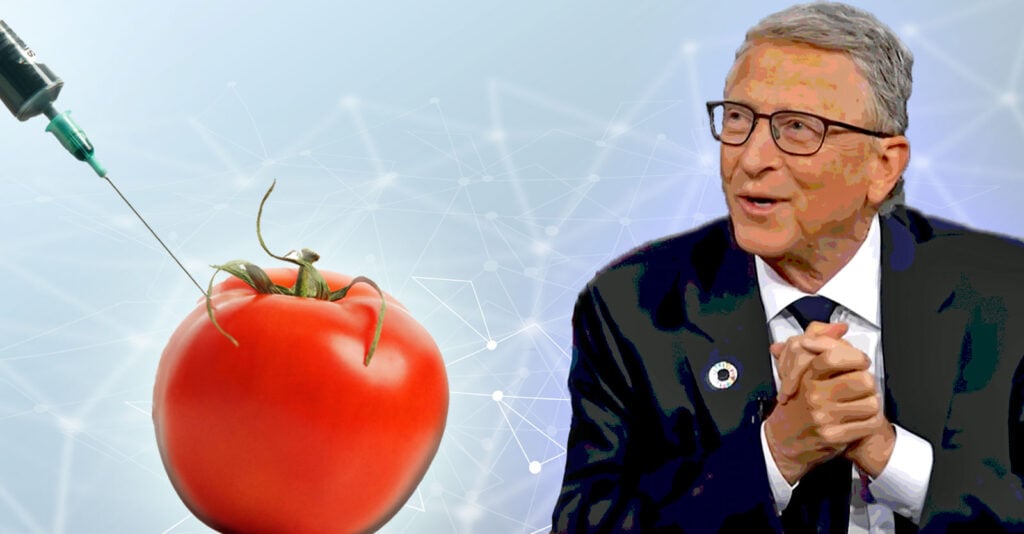 GMO Tomato Project Funded by Gates Foundation and U.S. Taxpayers Hits Roadblock