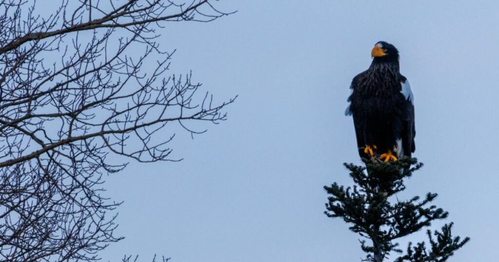 Rare Sea Eagle Descends on North America - These Giant Raptors Are Thousands of Miles from Home