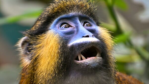 'Insane': Taxpayers funded $241 million in transgender experiments on ANIMALS!