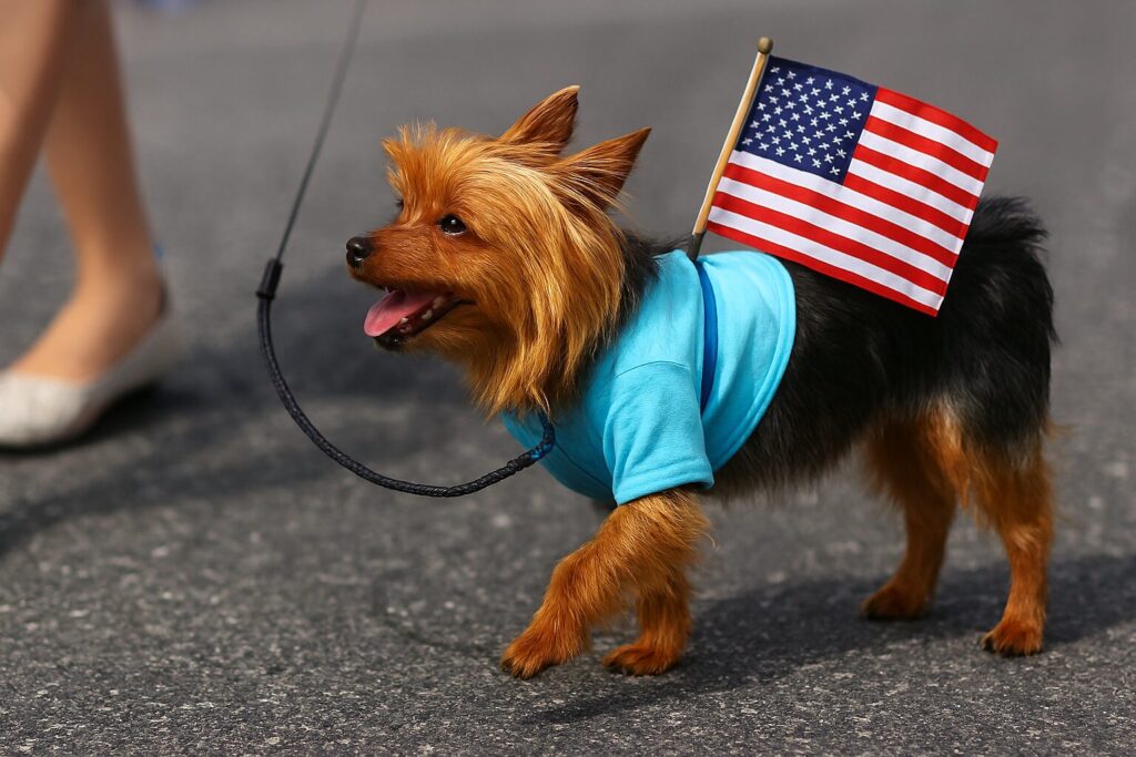 CA Woman Charged After Allegedly Casting Two Votes On Dog’s Behalf